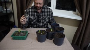 ПЕРЕСАЖИВАЮ ТОМАТЫ В ГОРШКИ ПОБОЛЬШЕ