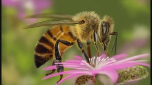 © Пчела. 22.04.2024