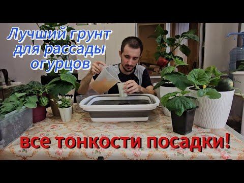 Лучший грунт для рассады огурцов.  Всё тонкости и нюансы по выращиванию рассады.