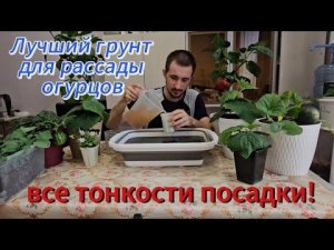 Лучший грунт для рассады огурцов. Всё тонкости и нюансы по выращиванию рассады.