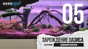 05. Зарождение оазиса. Домашний аквариум