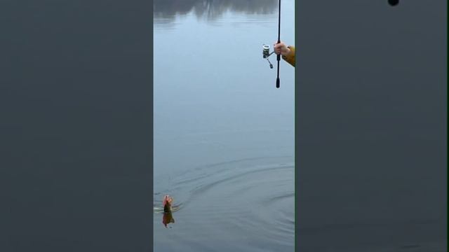 Первая в этом сезоне мартовская рыбалка на Москве-реке #norstream #fishing #спиннинг