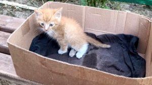 Котёнка бросили в лесу, пушистый комочек сидел в коробке и жалобно мяукал!