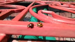 божьи коровки