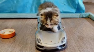 Смешные котята 1. Смешные моменты. Сборник. #MiniKitties Часть 1. 2024 4k.