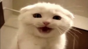 Учим звуки домашних животных