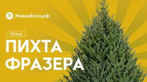 Датская ёлка Пихта Фразера — обзор, основные особенности, где купить | ЖиваяЁлка.рф