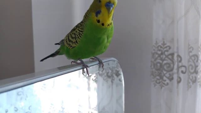 Волнистые  попугаи разговаривают 🐦 Попугай Кеша говорит 🐦 Забавные животные 🤗