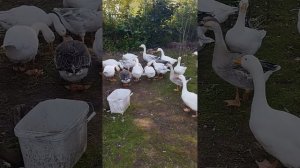 Гуси, тыква с арбузом и общение с хозяином.