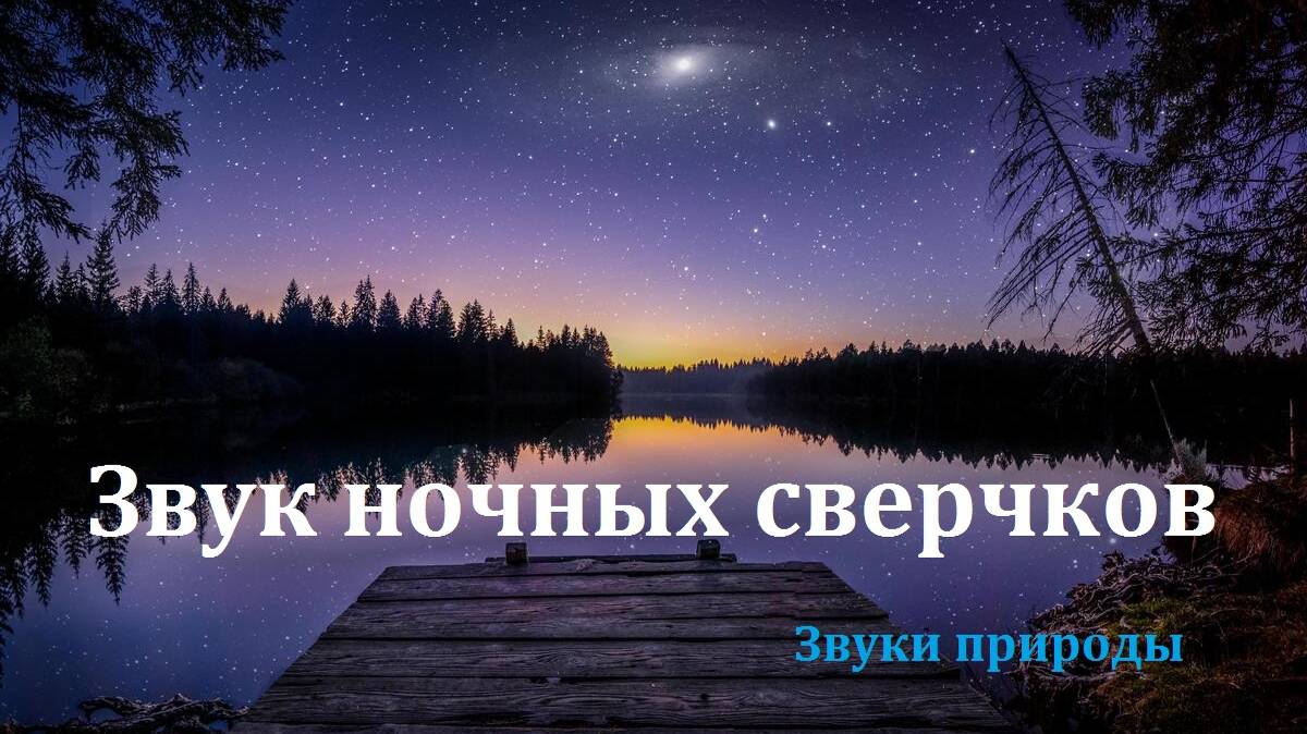 Звук ночных сверчков. Звуки ночи. Звуки природы