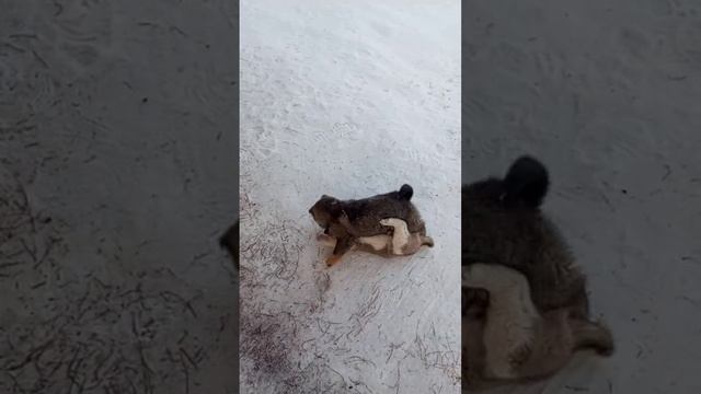 Щенки Зсл бойцы