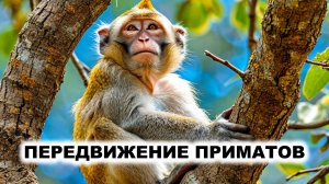 10.2. Локомоция приматов