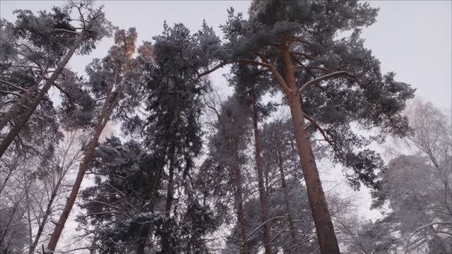 парк Берендеевка