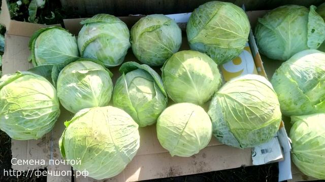 Хранение капусты зимой.