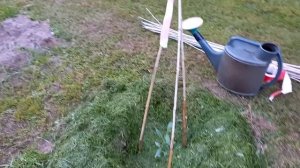 Вишня "Бессея " от посева до плодоношения.