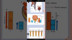 выделительная система Борисова Н.В.