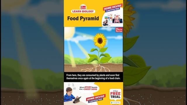 Food Pyramid  | Learn Biology with Home Revise