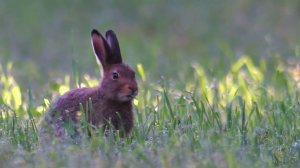 прогулка в лесу гр  Гнездышко