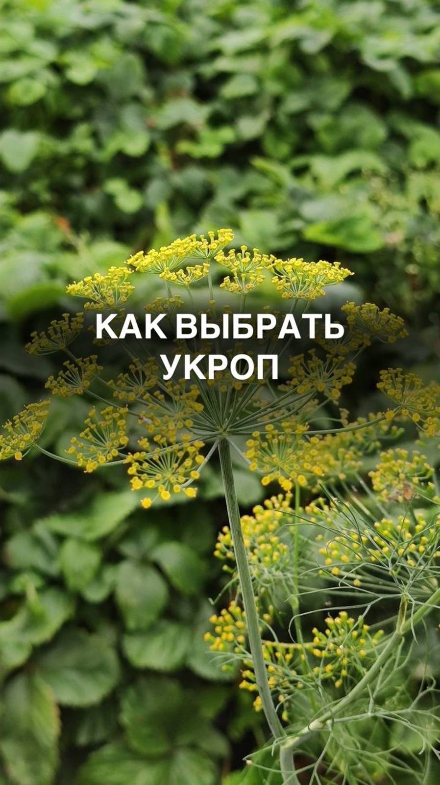 Как выбрать семена укропа