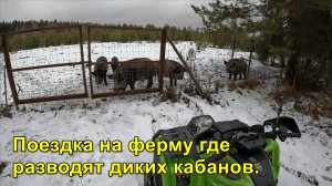 2024.12.03 Поездка на ферму где разводят диких кабанов.