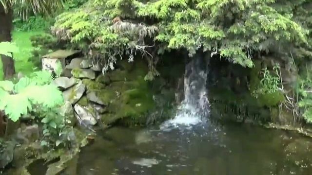 Мир тропических птиц. Tropical Birdland.