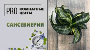 Сансевиерия. Грамотный уход за сансевиерий: полив, пересадка, грунт, горшки и размножение.