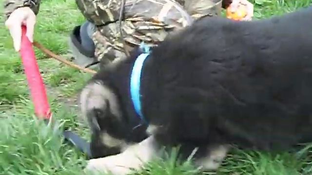 Арго из Таманской Дачи - 20.04.2019 смотреть онлайн