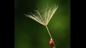 И. Брамс "Божья коровка"