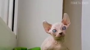 Сфинкс: Инопланетная кошка | Интересные факты про сфинкса