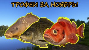 ТРОФЕИ ЗА НОЯБРЬ! | РУССКАЯ РЫБАЛКА 4 #рр4