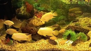 Цихлиды - пополнение новыми обитателями.