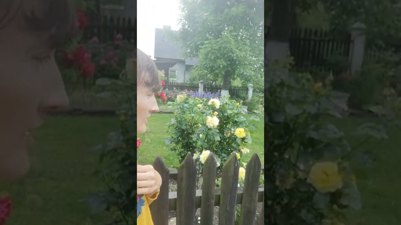 Розы цветут смотреть онлайн