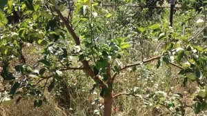 Пальметта --  Обрезка дерева для тех кто не привык думать