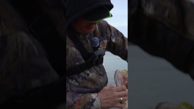 Первый трофей сезона #fishing #shorts #zander #zanderfishing #рыбалка #спиннинг #судак #norstream