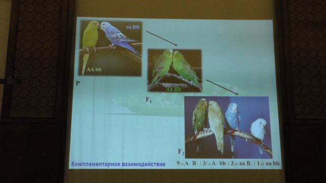 Ким А. И. - Генетика - 9. Комплементарное взаимодействие генов