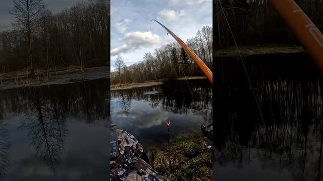 Лара Крофт — покорительница плотвиц #fishing # #рыбалка #norstream #skre #удочка #плотва #рыбачка