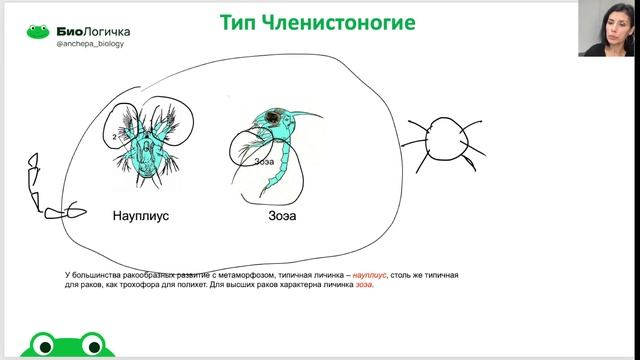Зоология Тип Членистоногие, раки, пауки смотреть онлайн