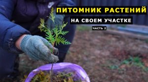 ПИТОМНИК РАСТЕНИЙ с НУЛЯ на СВОЕМ УЧАСТКЕ. Часть 2 - Первая покупка саженцев Туи Смарагд и Брабант