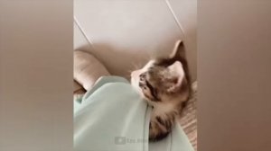 #83 Самые смешные животные. Приколы с котами и собаками