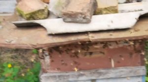 Ко мне на пасеку прилетел рой пчел и поселился в пустом улье!