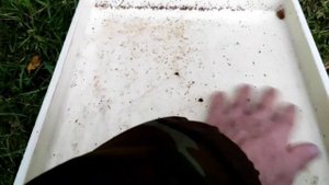 обработка пчел бипином, осыпь клеща.