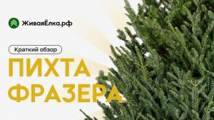 Пихта Фразера — краткое описание ели| ЖиваяЁлка.рф
