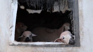 19167653-hd_1920_1080_25fps