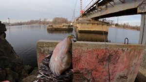 Рыбалка в Выборге. Осенний судак раздает! Джиг и немного о приманках. #fishing #nature #travel