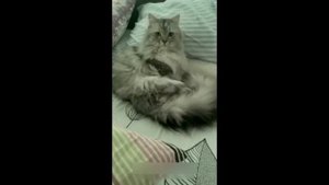 Смешные животные