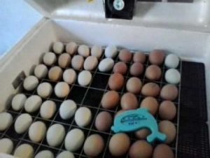 Доработка инкубатора Идеальная наседка