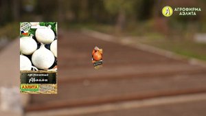 ПОДЗИМНИЙ ПОСЕВ. Что посеять под зиму и как?