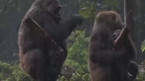 У них всё как у людей.