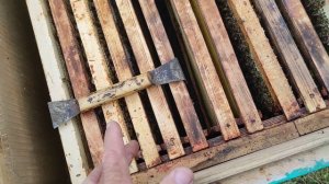 в улье 2 матки