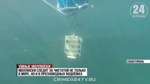 Учёные из Севастополя разработали систему мониторинга качества воды в реках и озёрах с помощью мидий